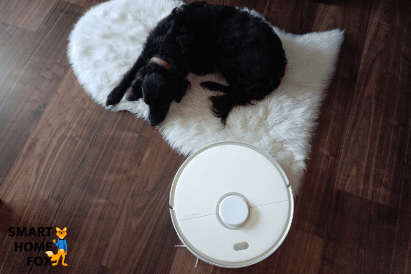 Saugroboter reinigt neben einem schlafenden Hund.